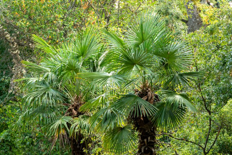 Windmill-Palm