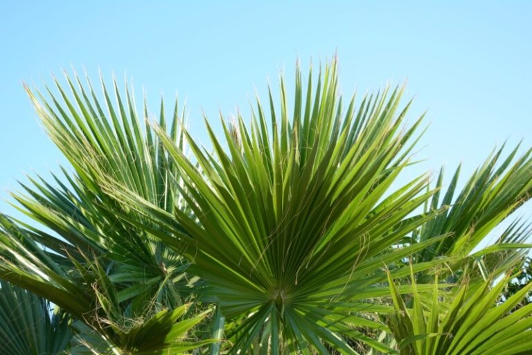Growing Windmill Palms (Ultimate Care Guide) Garden Lovers Club