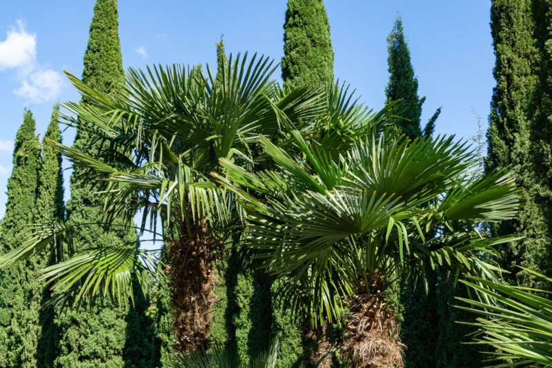 Windmill-Palms