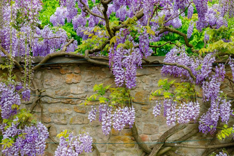 Wisteria