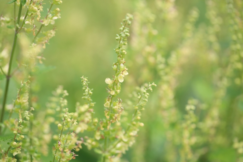 Wood-Sage