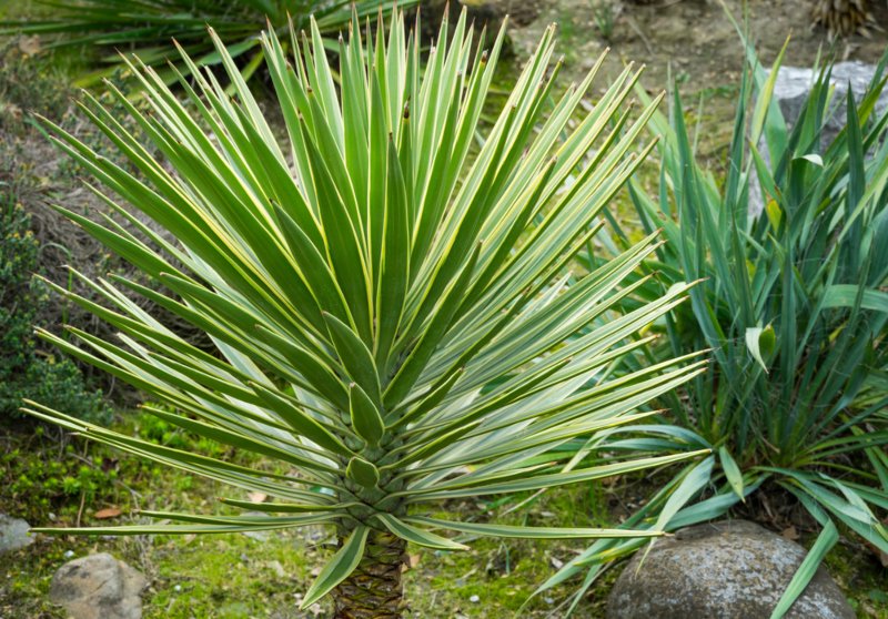 Yucca-Plant