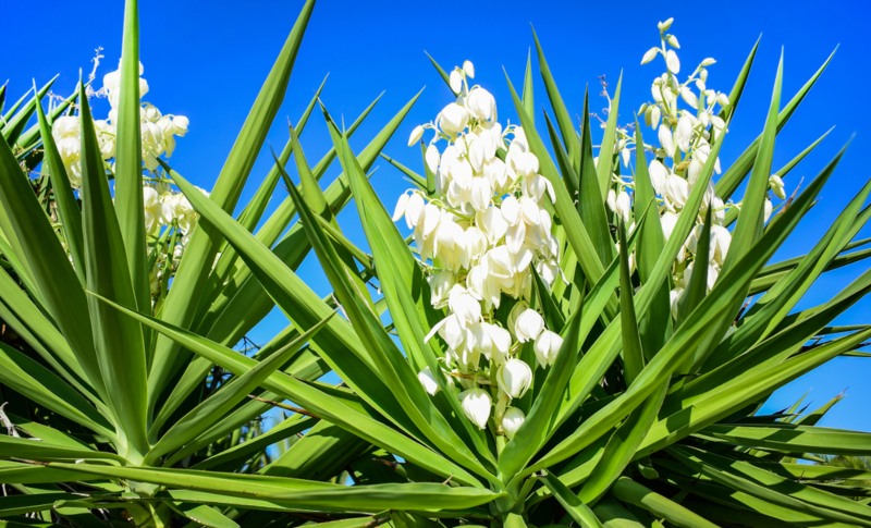 Yucca-Plants