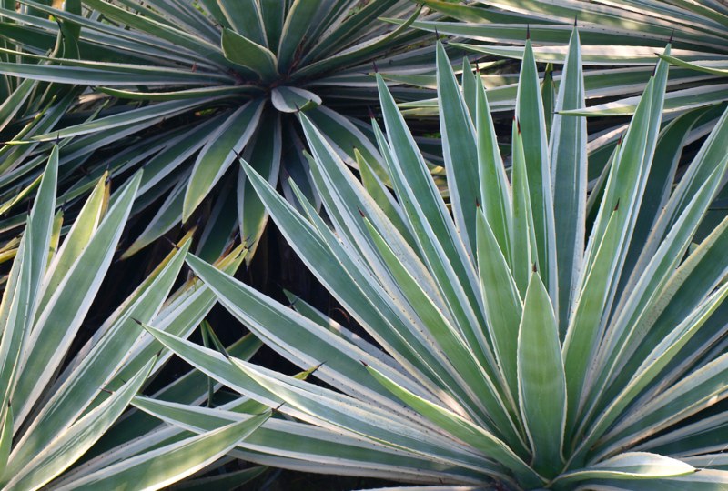 Yucca