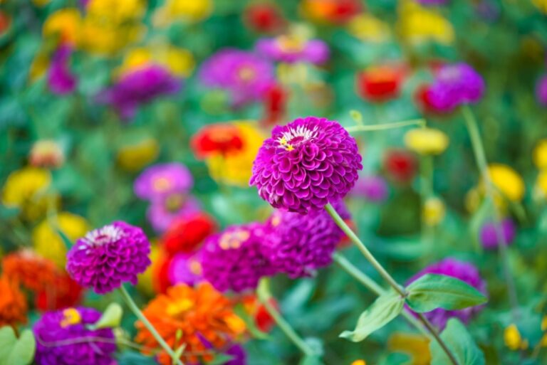 How to Grow Zinnias (Growing Guide) Garden Lovers Club