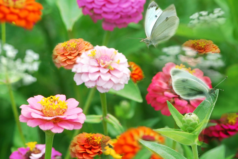 Zinnia-Flowers