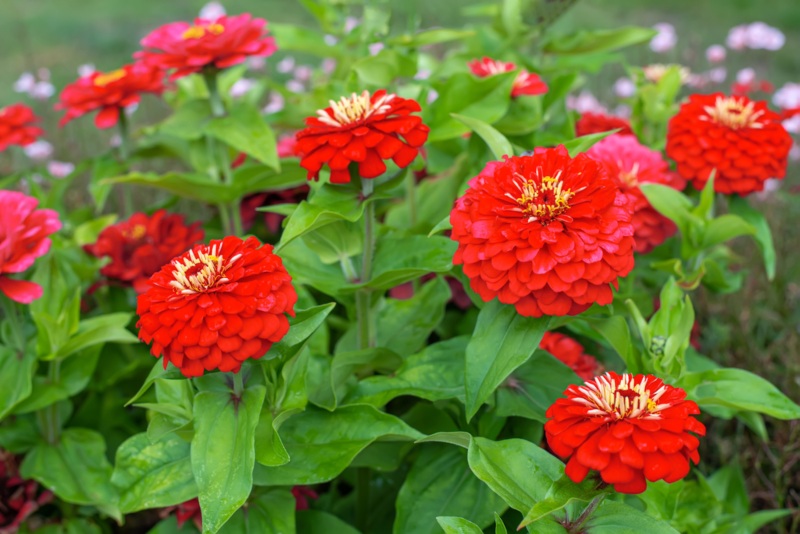 Zinnias-Red