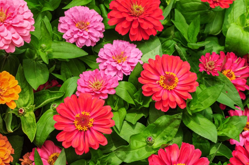 Zinnias