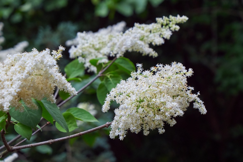 Beijing Gold_ Zhang Zhiming_ China Snow (Syringa reticulata subsp. pekinensis)