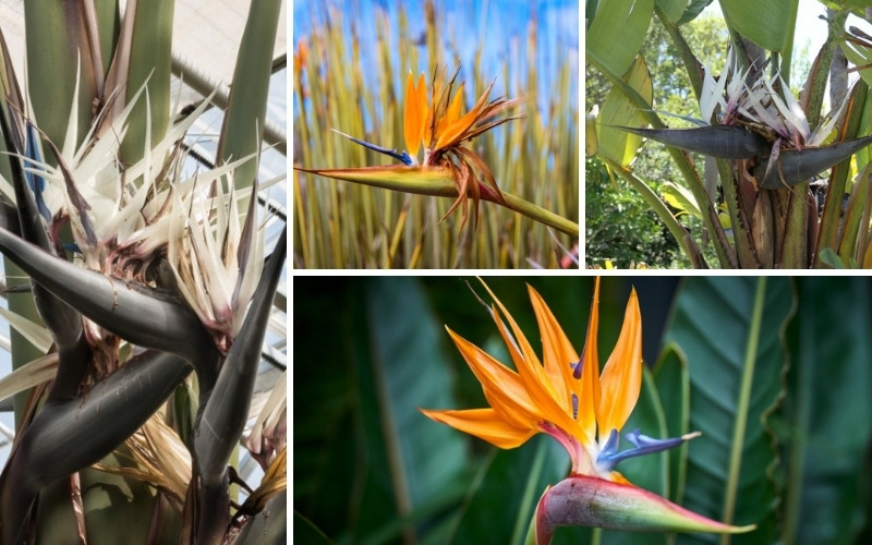 5 Different Types of Bird of Paradise - Garden Lovers Club