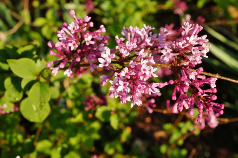 Bloomerang Purple (Syringa pendula)