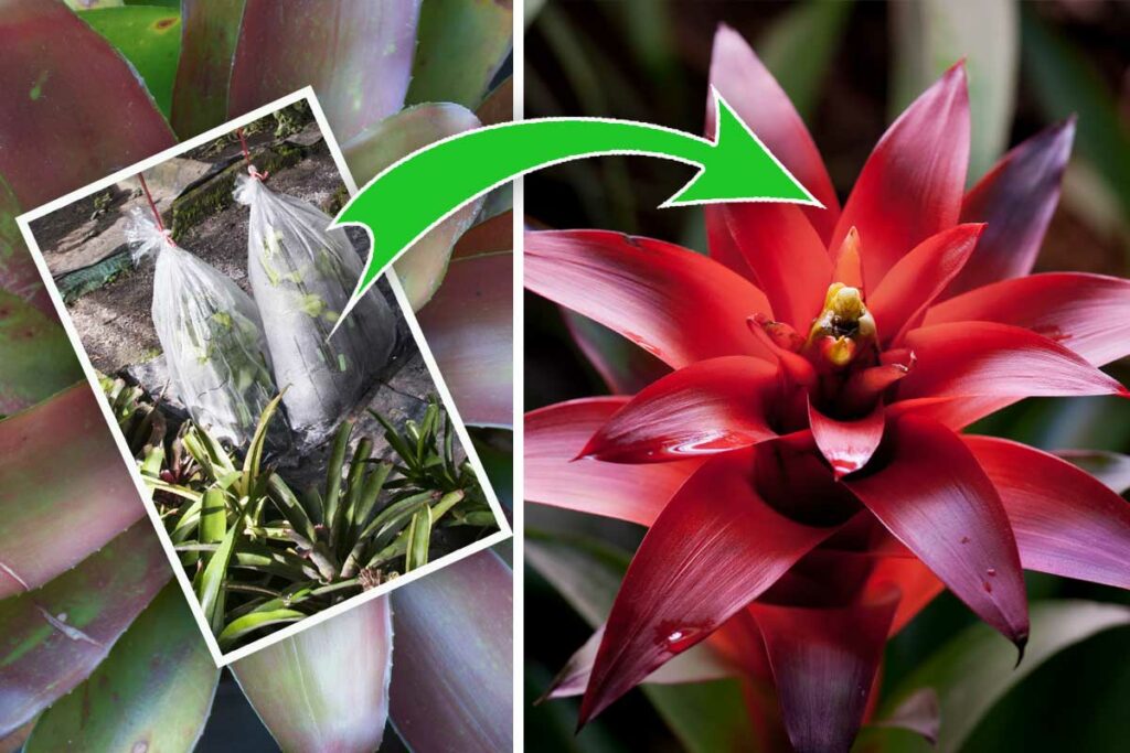 Bromeliad before and after blooms