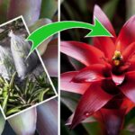 Bromeliad before and after blooms