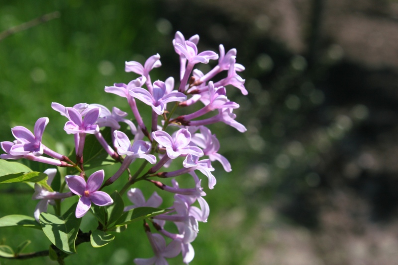 Cutleaf (Syringa laciniata)