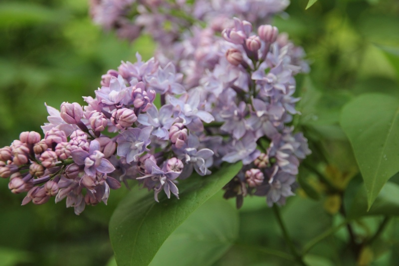 Early Flowering Lilac