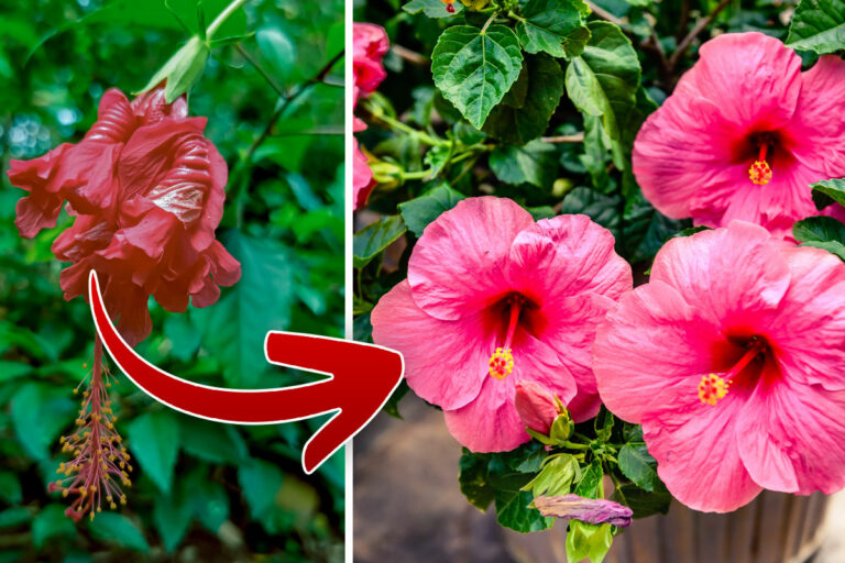 How to Deadhead Hibiscus? Garden Lovers Club