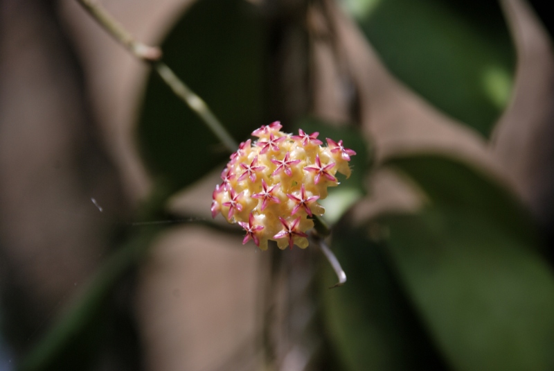 Hoya-Pandurate