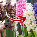 Hyacinth blooming