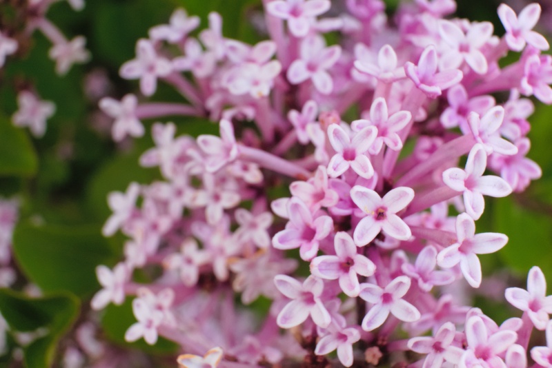 Korean Lilac_ Palibin (Syringa meyeri)