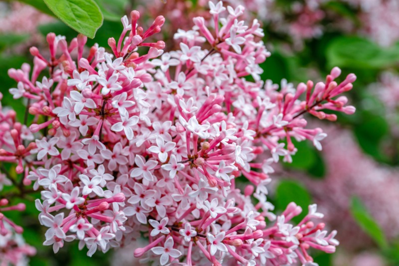 Superba Littleleaf (Syringa microphylla)