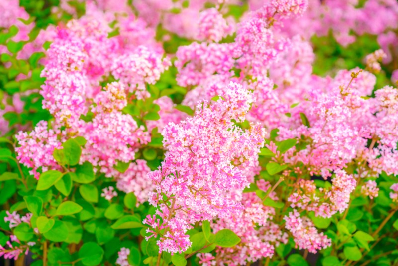 Tinkerbelle (Syringa tinkerbelle)