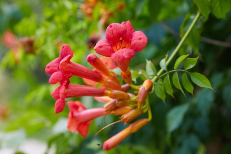 Growing Trumpet Vine (Care Guide) Garden Lovers Club