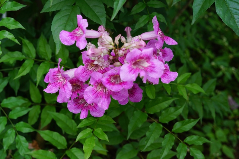 Trumpet-Vine-Pink