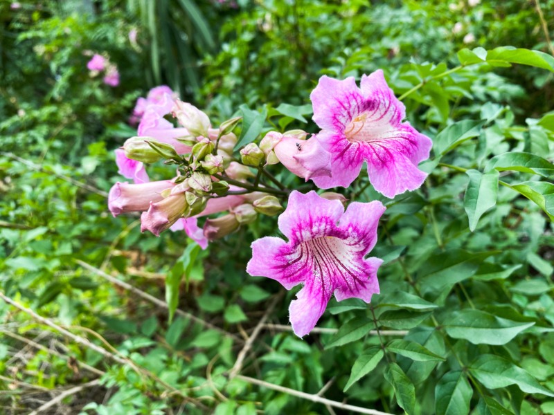 Trumpet-Vine-pink