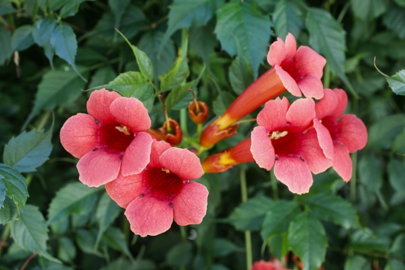 Trumpet-Vine