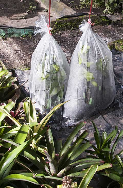 apple in a bag trick bromeliad