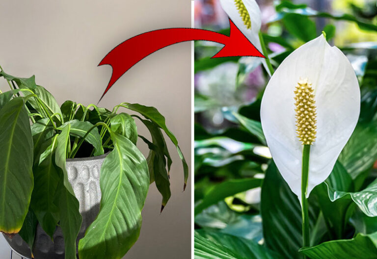 Why Is My Peace Lily Dying? Garden Lovers Club