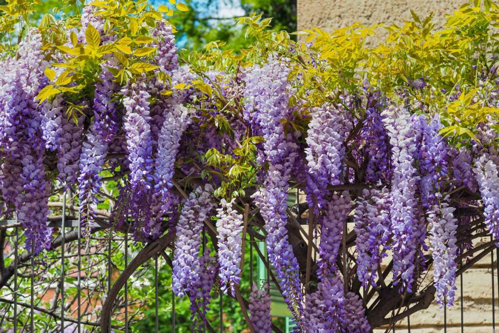 blooming Wisteria