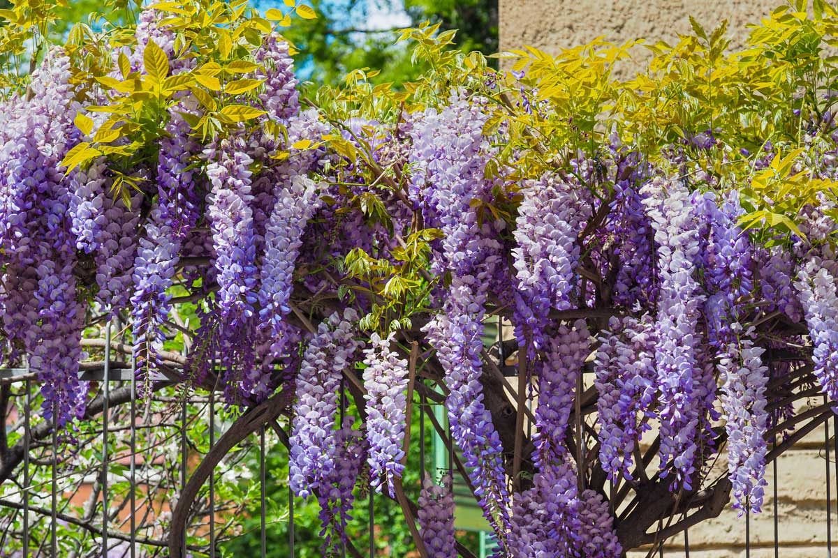 blooming Wisteria