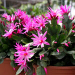 Easter cactus blooming