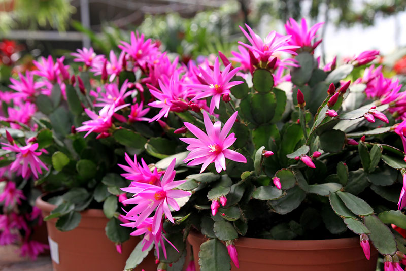 Easter cactus blooming