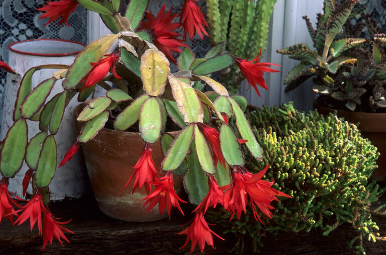 Easter Cactus Tips on Growing an Easter Cactus Garden Lovers Club