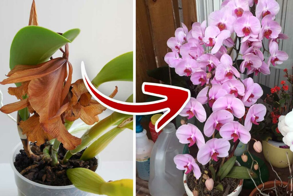 withered orchid to blooming