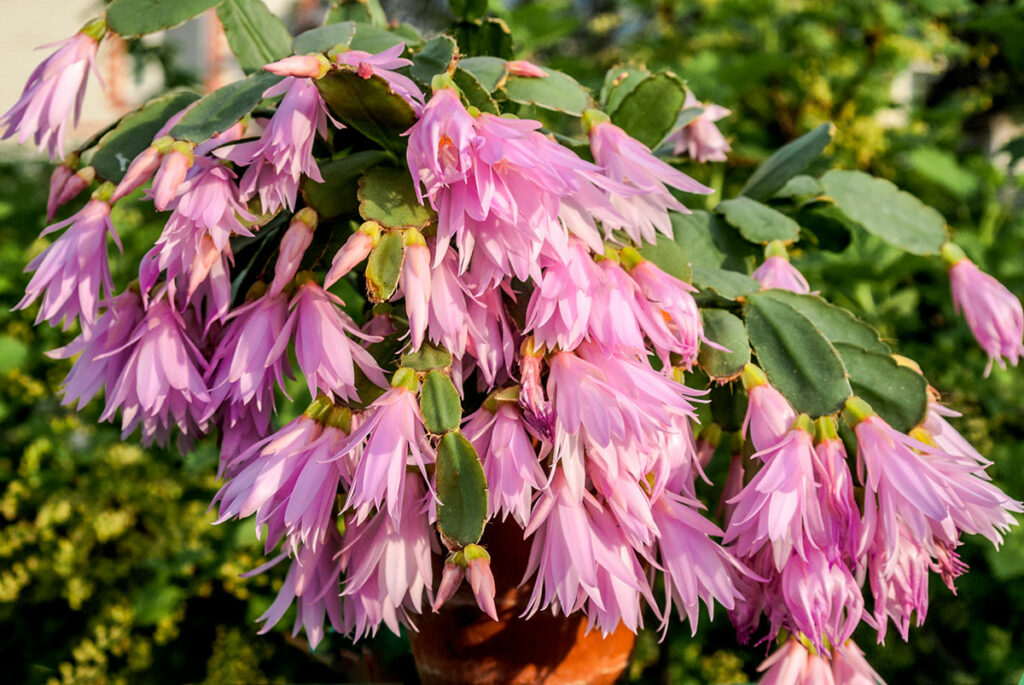 Pink Easter Cactus Blooming