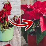 Poinsettias before and after