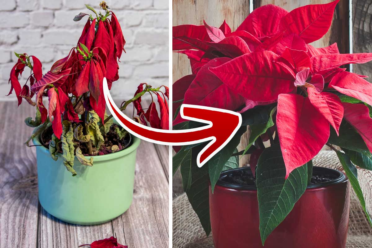 Poinsettias before and after