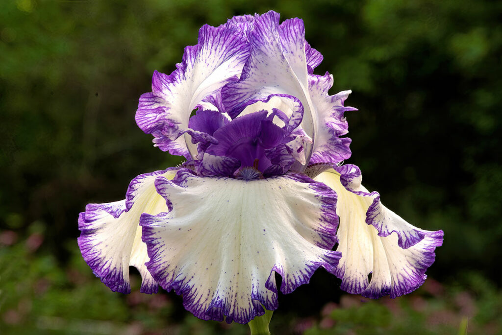 blooming Iris closeup