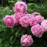 blooming pink peony
