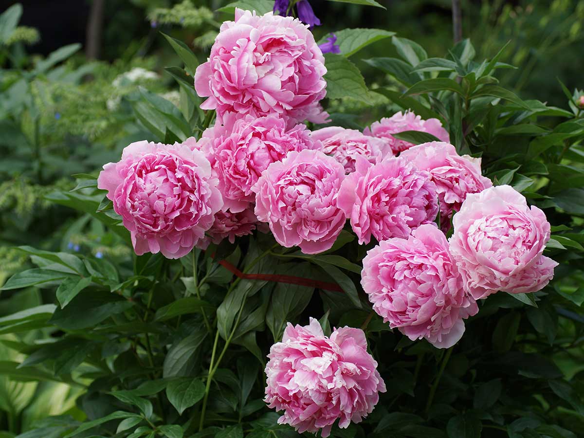 blooming pink peony