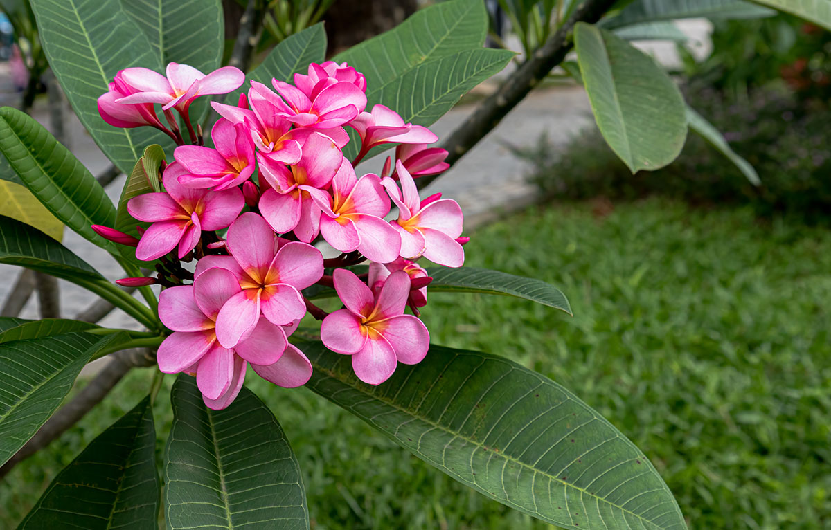 blooming red plumeria