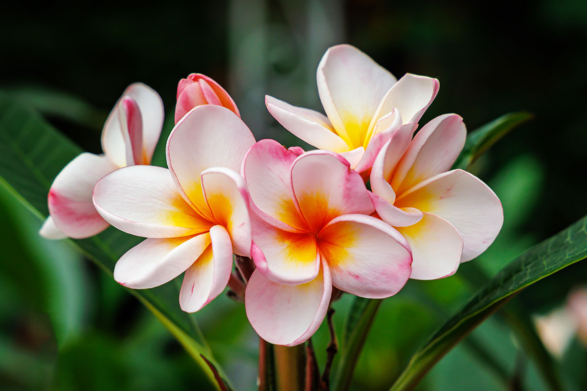 blooming yellow plumeria