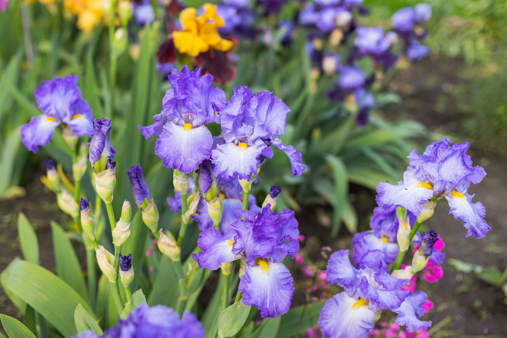 iris plants