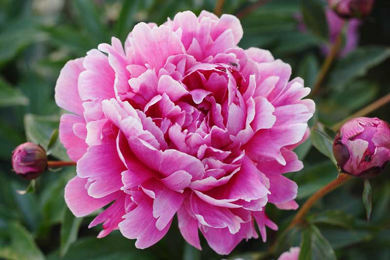 pink peony