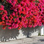 red bougainvillea on sidewalk
