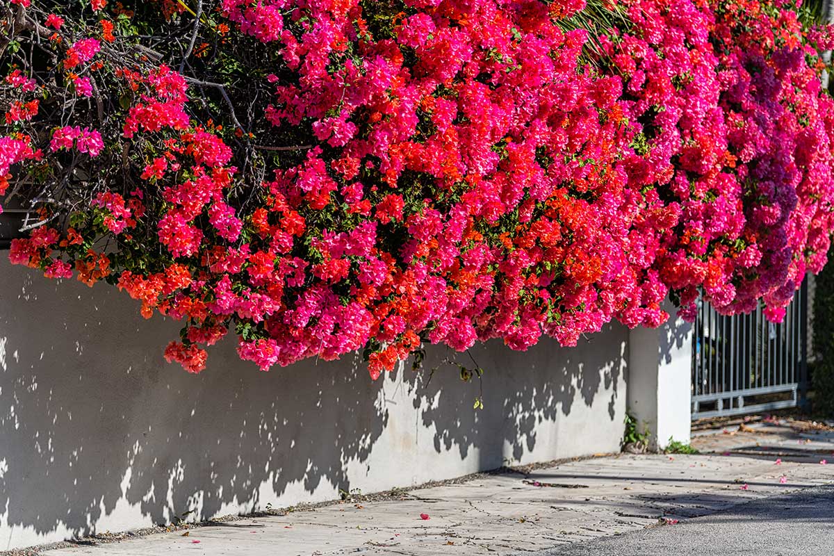 red bougainvillea on sidewalk