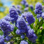 Spring-blooming Lilac